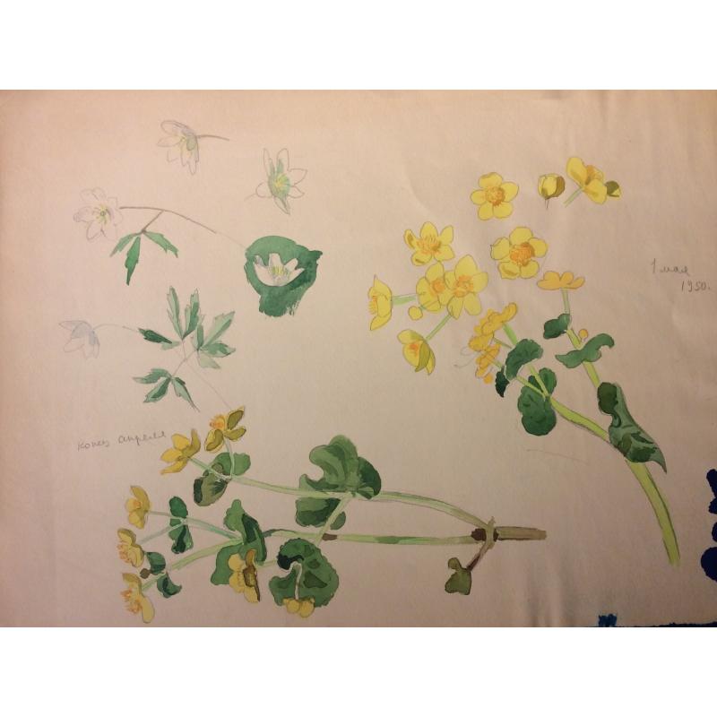 Зернова Е. С. Ботанический рисунок. Цветы