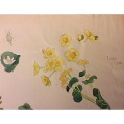 Зернова Е. С. Ботанический рисунок. Цветы