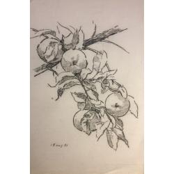 Ванеев П. И. Яблоки на ветке