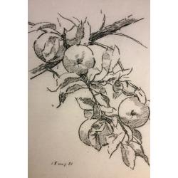 Ванеев П. И. Яблоки на ветке