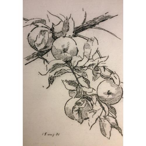 Ванеев П. И. Яблоки на ветке