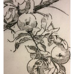 Ванеев П. И. Яблоки на ветке