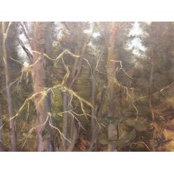 Кибардин Г. В. Водоем в лесу