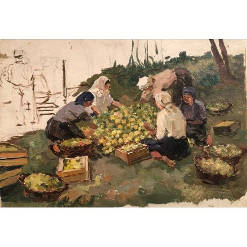 Осипова Т.А. Сбор урожая