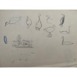 Гончаров А. Д. Птицы