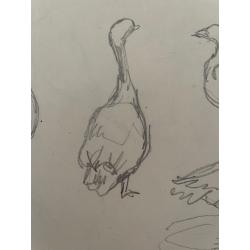 Гончаров А. Д. Птицы