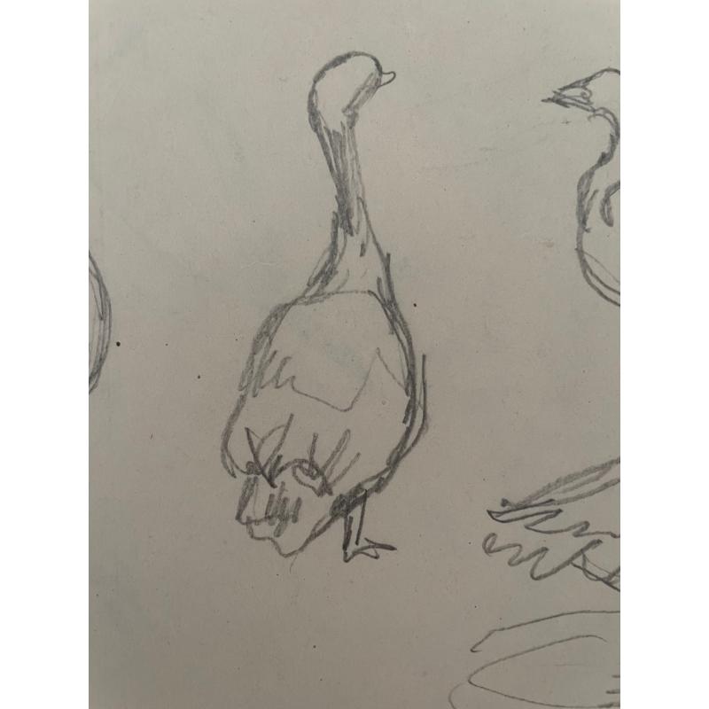 Гончаров А. Д. Птицы