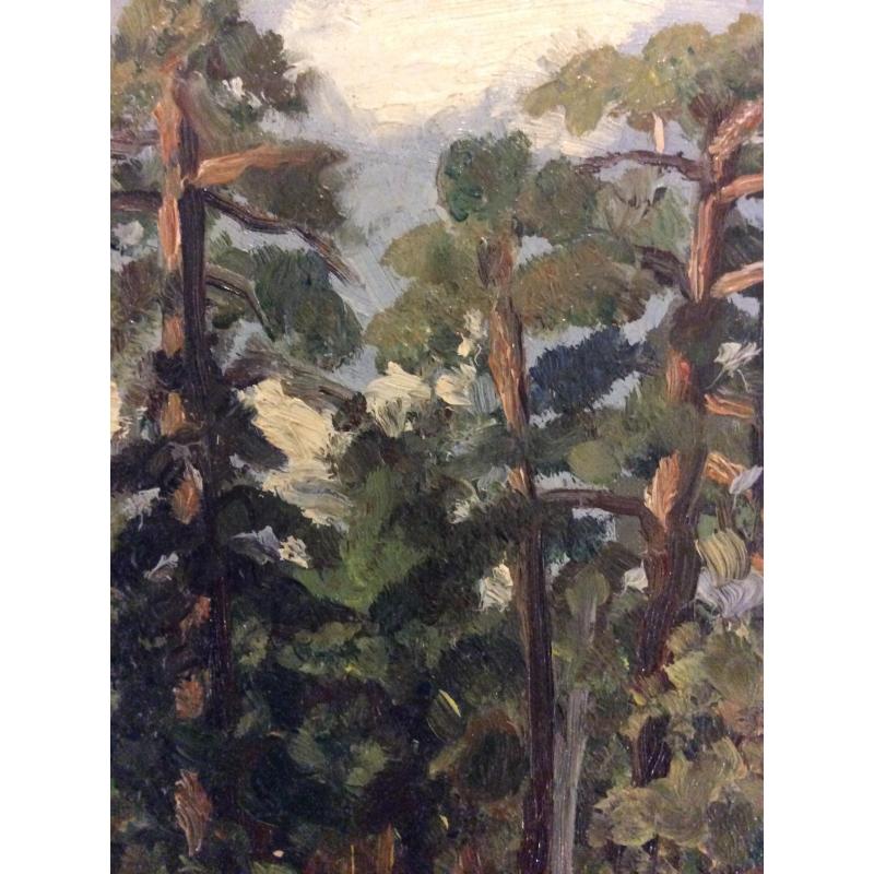 Зернова Е. С. Сосны