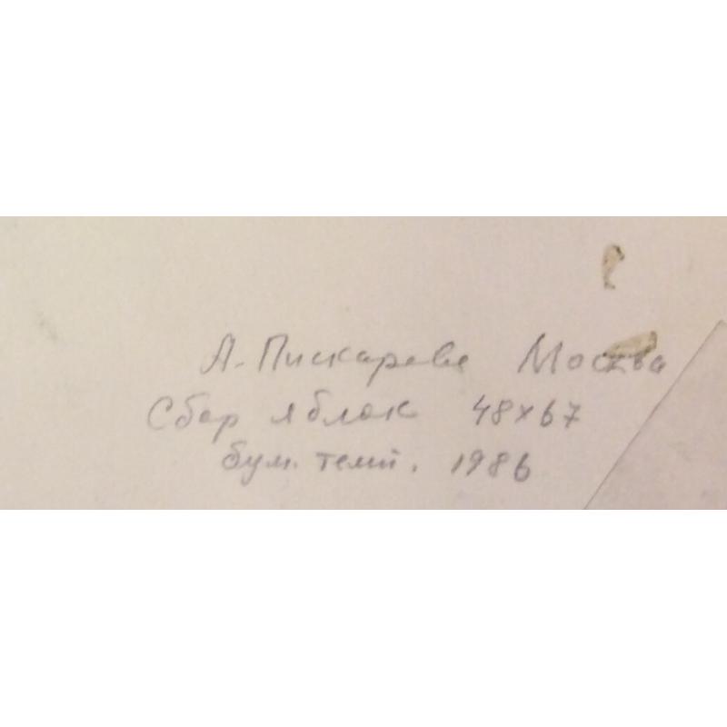 Пискарева А. Н. Сбор яблок