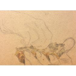 Ситников В. Я. Ест хлеб