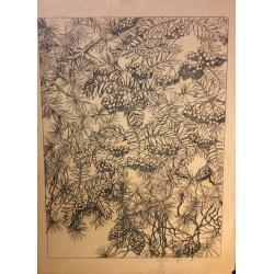 Ванеев П. И. Эскиз к литографии Рябина и сосна