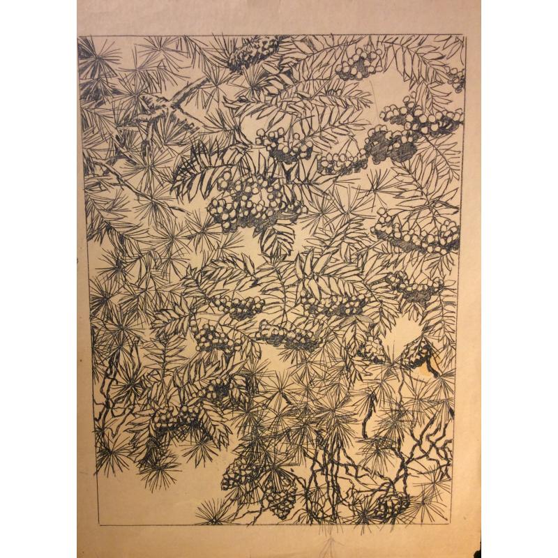 Ванеев П. И. Эскиз к литографии Рябина и сосна