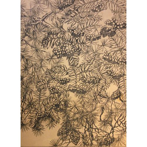 Ванеев П. И. Эскиз к литографии Рябина и сосна