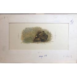 Зеброва Т.А. Тетеревиная тревога