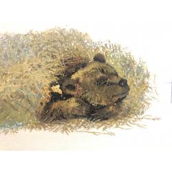 Зеброва Т.А. Тетеревиная тревога