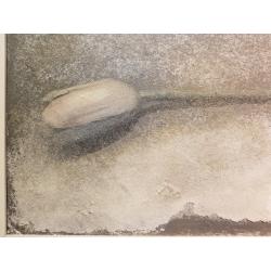 Купер (Куперман) Ю. Л. Тюльпан