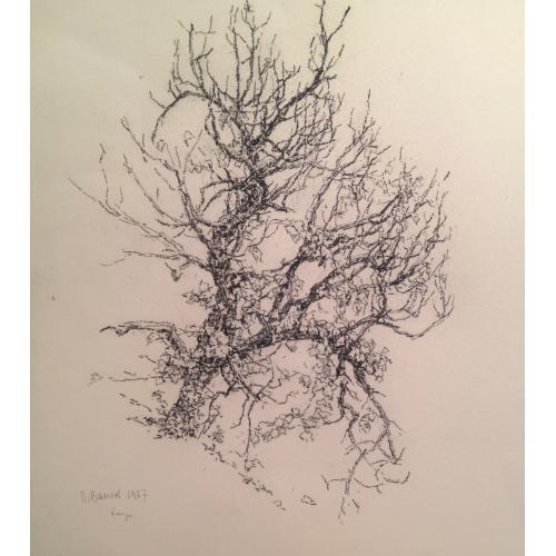 Ванеев П.И. Дерево в снегу