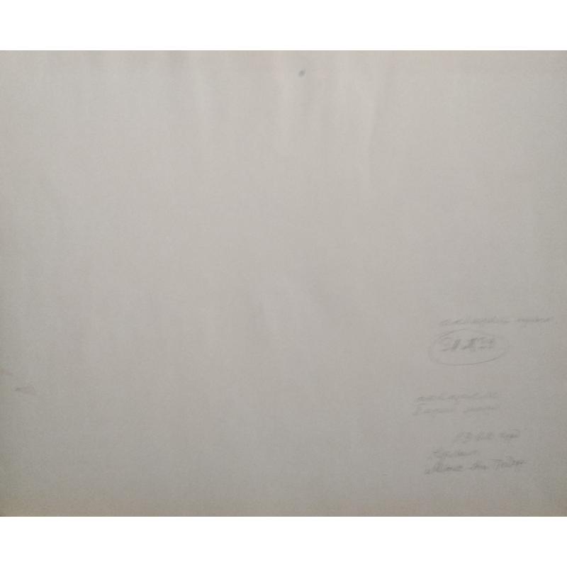 Хряков А.Ф. Крым. Мыс Ай-Тодор